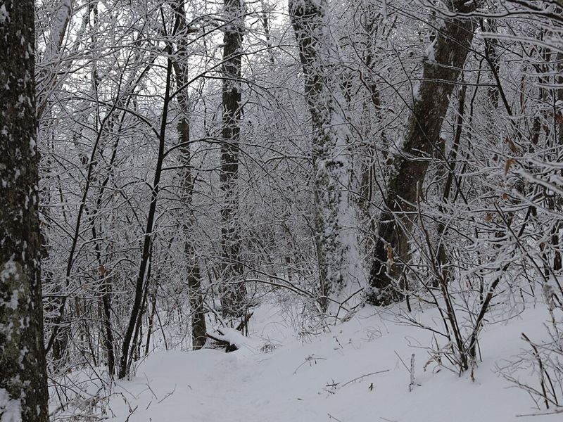 Snow-covered trees along a winter trail in Shenandoah National Park